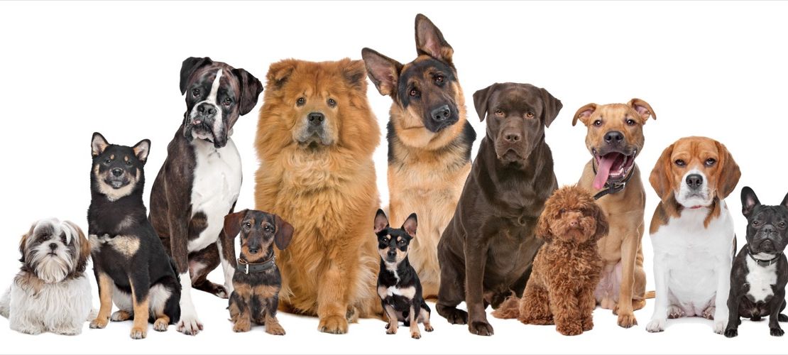 dog breed trivia quiz