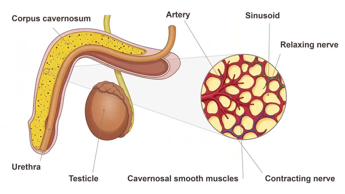 Cross-section illustration of the penis labelling the corpus cavernosum, urethra, testicle and artery, with a magnified view of the sinusoids, cavernosal smooth muscles and nerves inside