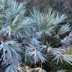 Saw Palmetto