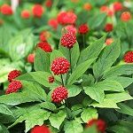 Asian Ginseng