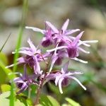 Epimedium Extract