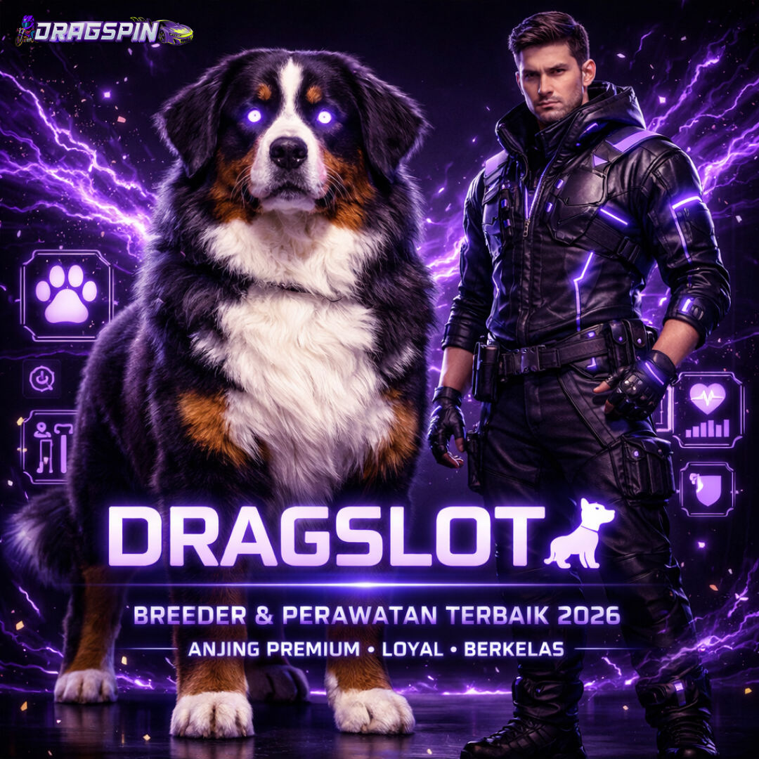DRAGSPIN 🐕 Rekomendasi Breeder & Cara Merawat Bernese Mountain Dog 2026