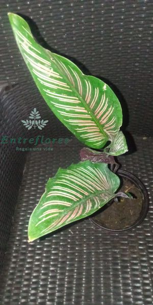 product AINJPSGB53