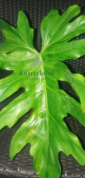 product AINPSC9FA0