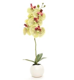 Ofertas de Planta Orquídea