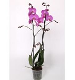 Ofertas de Orquidea 2 Tallos