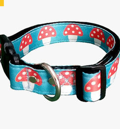 Ofertas de Collar - Mascota