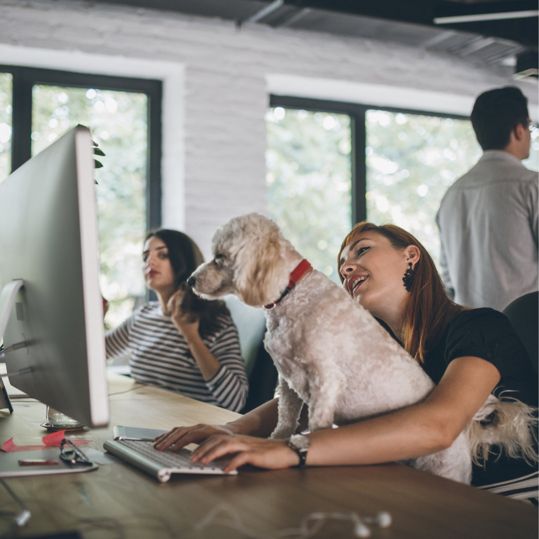 Pet friendly office spaces create a positive work environment, which is beneficial in the employees' productivity rate.