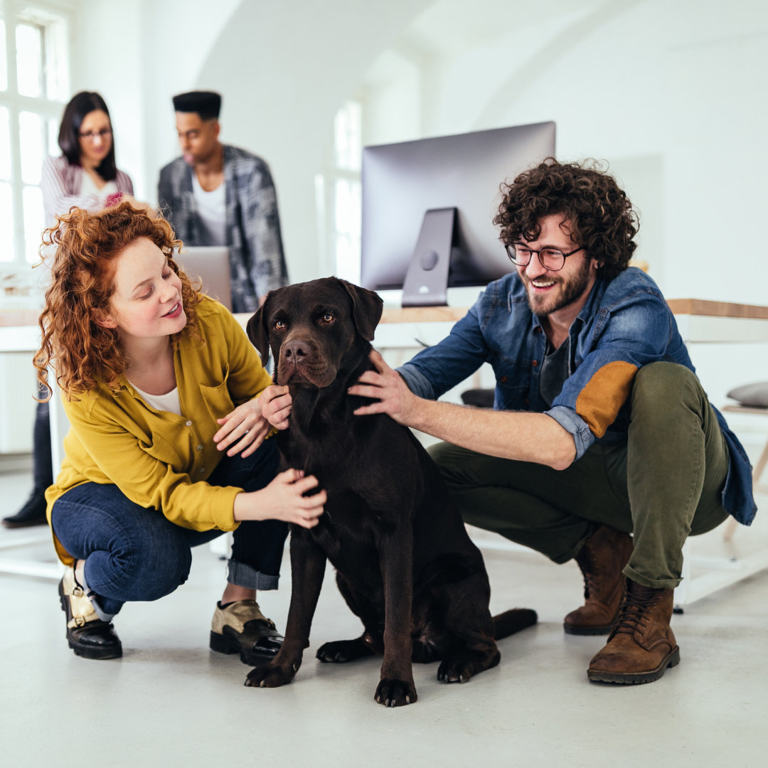 Pet friendly office spaces attract more clients, eventually turning into a wider customer base in the long run.