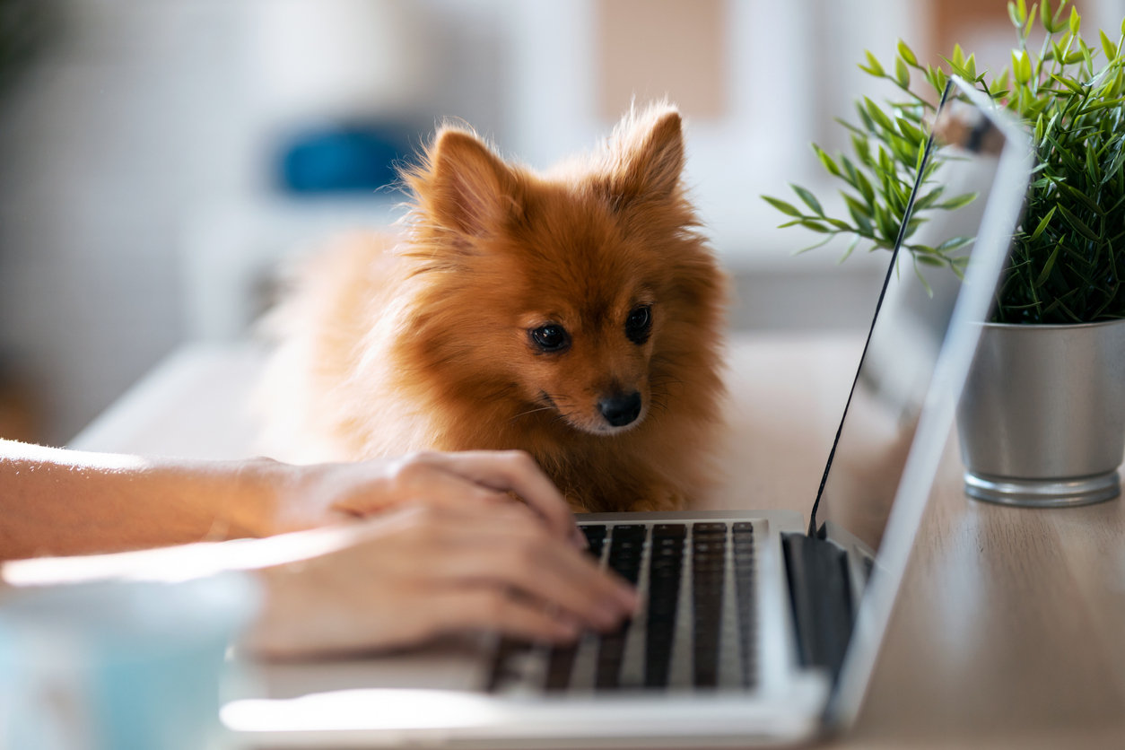 pet friendly office spaces in sydney