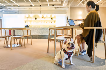 What Makes Pet Friendly Serviced Offices in Singapore Right for You?