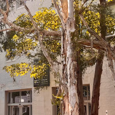 53 Great Buckingham Street, Redfern Image 4