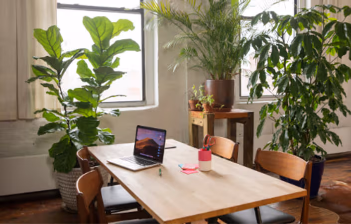 The Importance of Plants in the Workplace
