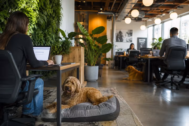 8 Best Pet-Friendly Coworking Spaces in Sydney for Dog Owners