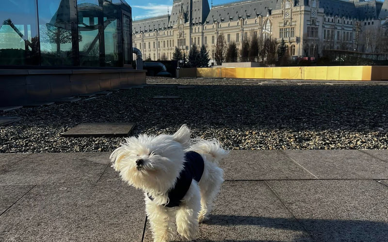 Strada Palas 7e, Iași Image 3