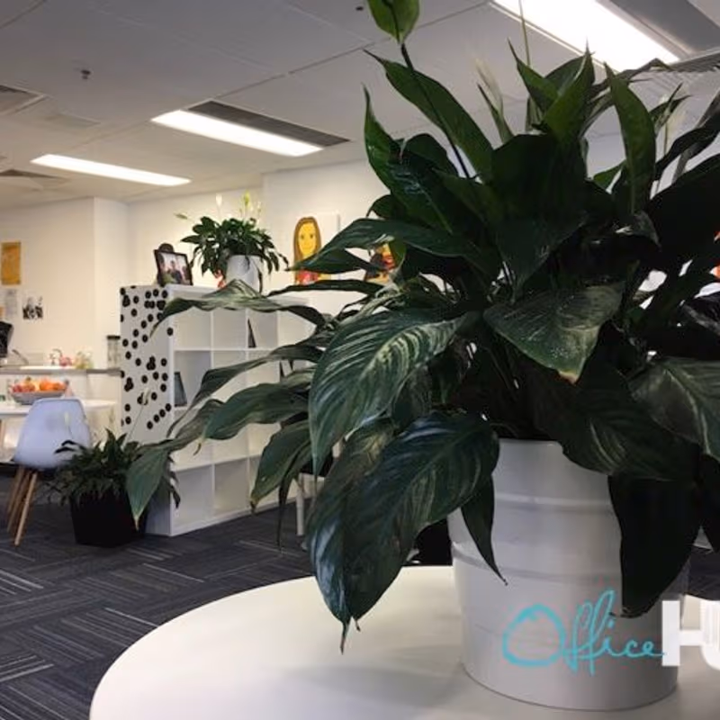 109 Pitt Street, Sydney - Image 2