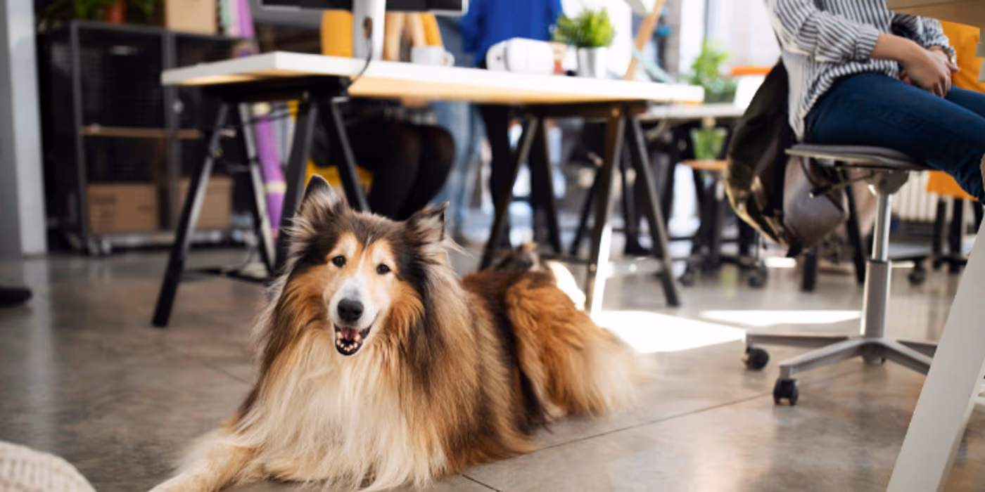The Benefits of Pet-Friendly Offices