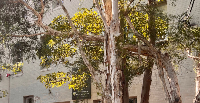 53 Great Buckingham Street, Redfern - Image 4