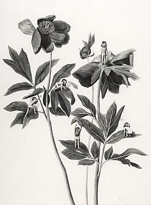 Sverre Malling, Many a blossom shall its leaves unfold #2, 2006, 76 x 57 cm