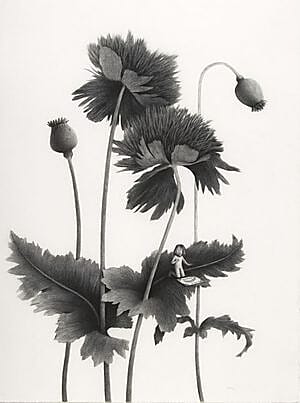 Sverre Malling, Many a blossom shall its leaves unfold #3, 2006, 76 x 57 cm