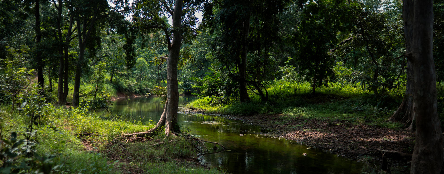 Lush forest with a river