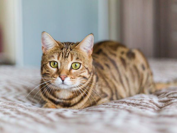 5335 - Nala