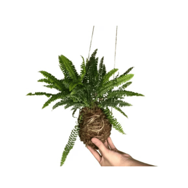 Picture of Kokedama Making Workshop