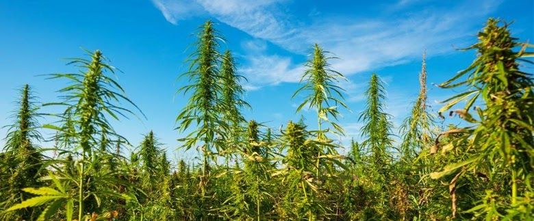 Cannabis Landrace Strains - Origin and Complete Strain List