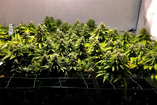 Wake and Bake Strains