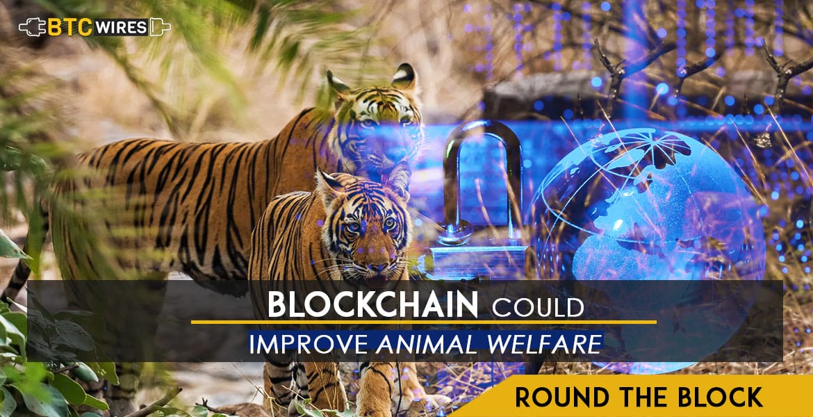 Blockchain Could Improve Export Conditions For Livestock