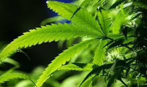 Greek Billionaire And Team Launches Cannabis Cryptocurrency