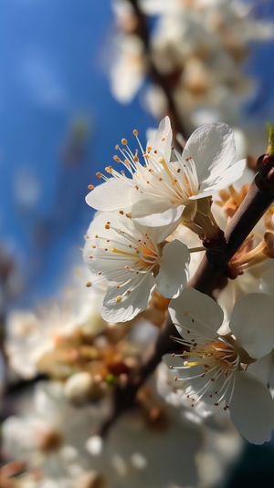 Close-up of white blossom flowers on a slender branch with yellow stamens under a clear blue sky background