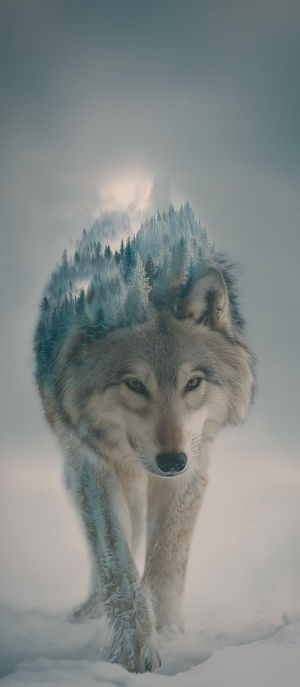Double exposure of a gray wolf walking through snow with evergreen forest overlay blending softly into its fur.