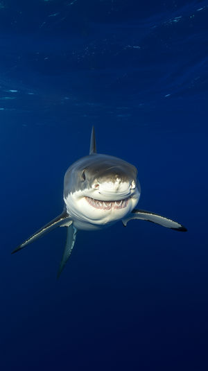 Majestic Shark Encounter - Premium iPhone Lock Screen Wallpaper