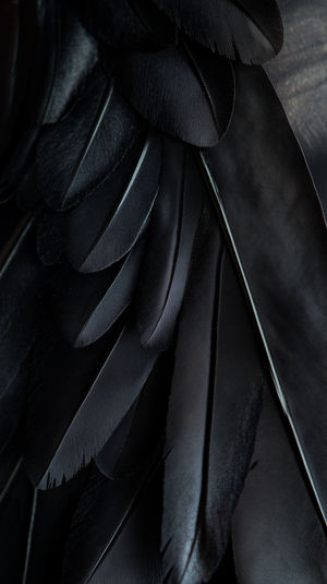 Close-up macro shot of overlapping black bird feathers revealing intricate textures and subtle glossy highlights in dark tones.