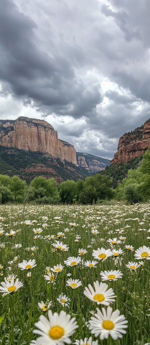 Field of white daisies in a lush meadow with green trees, towering red rock cliffs and moody cloudy sky overhead.