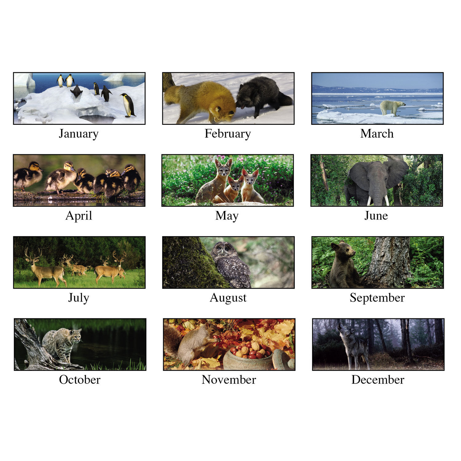 Recycled Wildlife Scenes Monthly Wall Calendar By House Of Doolittle Hod373 Ontimesupplies Com