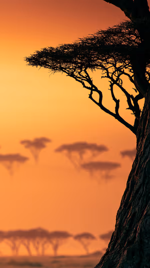 Silhouette acacia tree against a warm orange savanna sunset gradient, ultra hd 8K background optimized for iPhone lock screens.