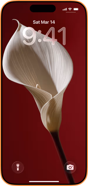 Wallpaper preview on iPhone 17 Pro Max running iOS 26 - Ivory Calla Lily