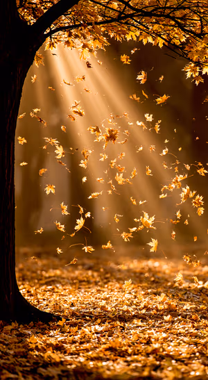 Autumn leaves beneath a dark tree canopy with golden amber light in a cinematic fall aesthetic