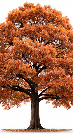 Photographic autumn tree centered on a white background in a warm orange aesthetic.