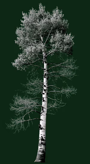 Minimalist Birch Tree