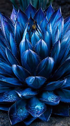 Macro blue agave succulent with dewy water droplets, ultra hd background for iPhone in deep indigo blue tones