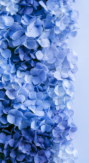 Floral hydrangea clusters centered on a blue background in a soft botanical aesthetic.