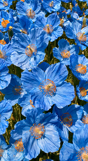 Painterly blue poppies with orange stamens on a deep green background in a vivid floral aesthetic.