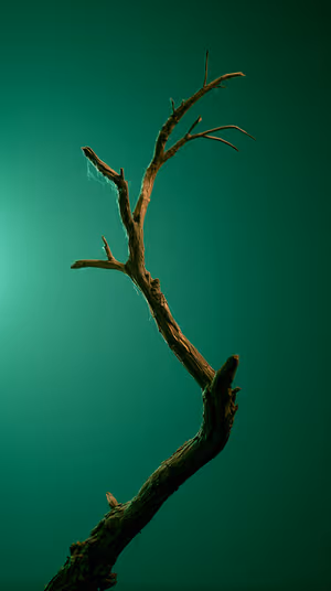 Minimalist mossy branch centered on an emerald green background in a moody still life study, ultra HD 8K image.