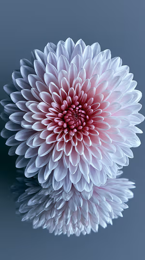 Blush Chrysanthemum Macro