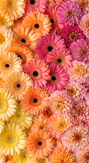 Vibrant Pink Orange Flowers — iPhone lock screen wallpaper