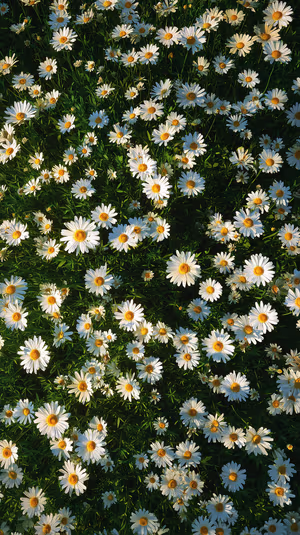 Sunlit Daisy Field