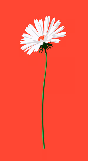 Minimalist white daisy centered on a vivid red background in a clean floral aesthetic.
